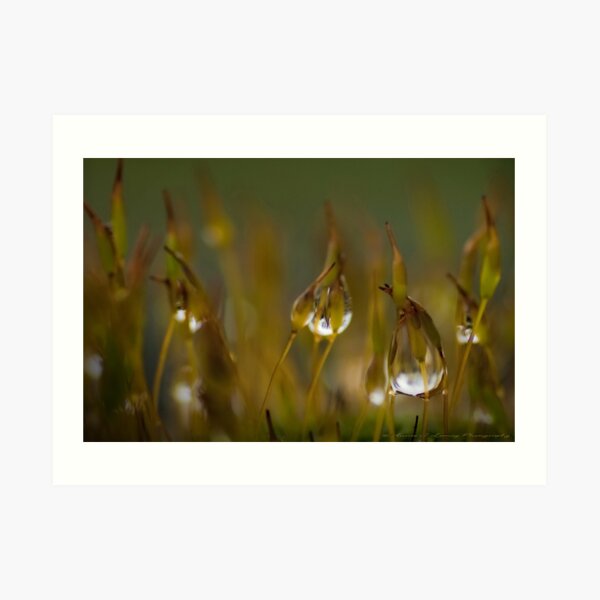 Stars on Sticks Art Print