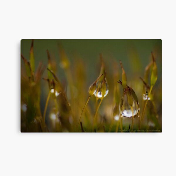 Stars on Sticks Canvas Print