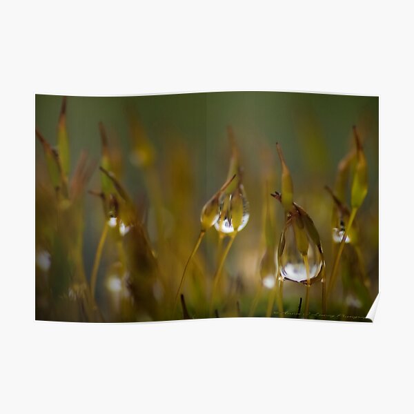 Stars on Sticks Poster