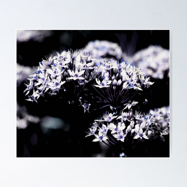 Item preview, Garlic Chives- Boulder, Western Australia designed and sold by Ashli Zis.