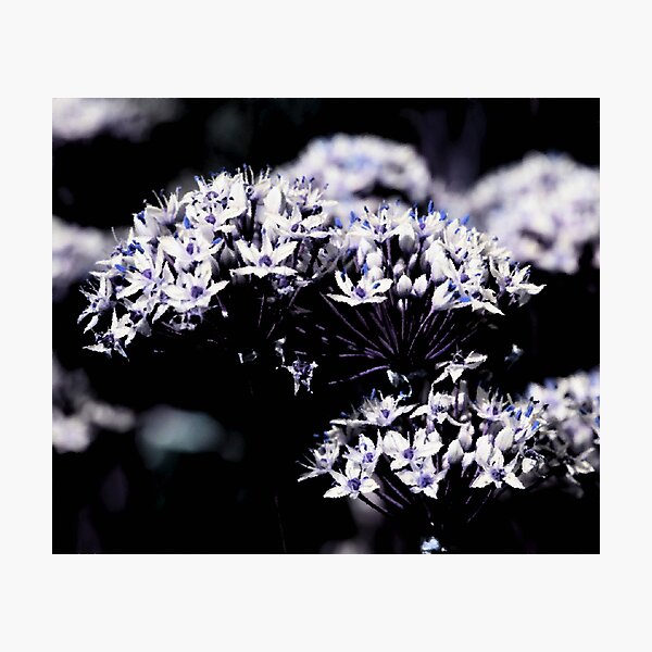 Item preview, Garlic Chives- Boulder, Western Australia designed and sold by Ashli Zis.