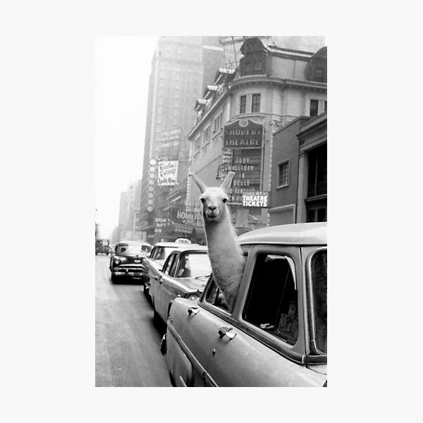 Item preview, Black and White Llama in a Cab designed and sold by BillyTees.