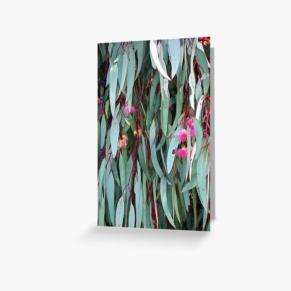 Red Ironbark Greeting Card