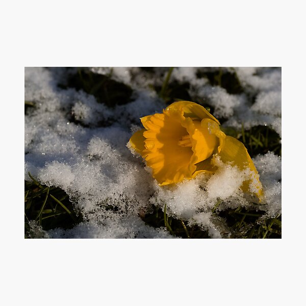 Daffodil in winter Photographic Print