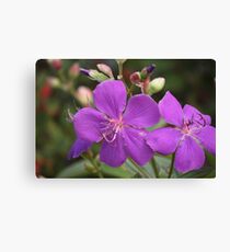 Tibouchina Jules Canvas Print