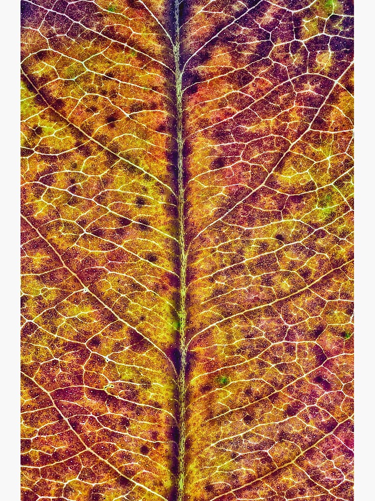 Leaf Sturcture by fardad