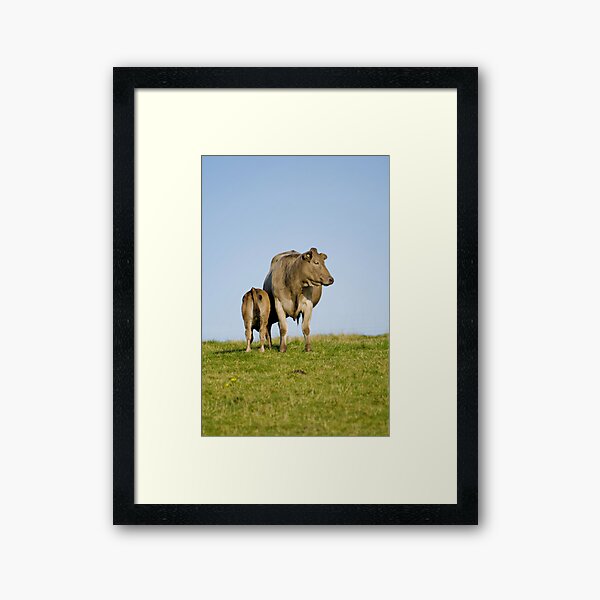 Grey cow and calf - St Bees Framed Art Print