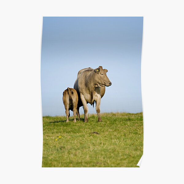 Grey cow and calf - St Bees Poster