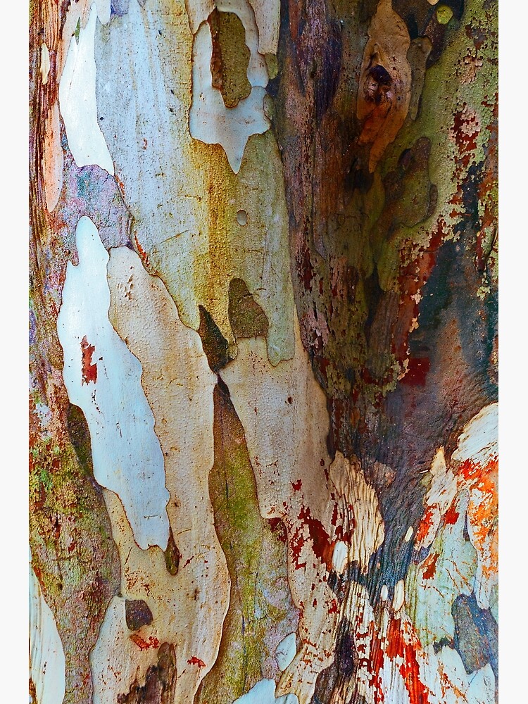 Leopard tree bark by fardad