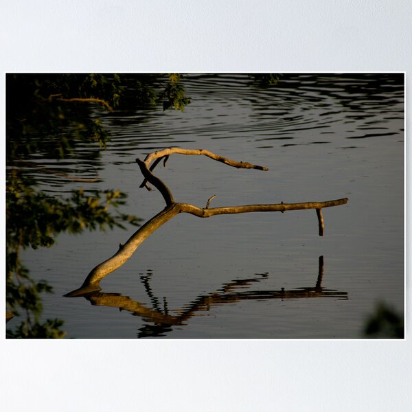 Item preview, Branch inthe lake, Englewood Reserve, 2005 designed and sold by jackmbernstein.