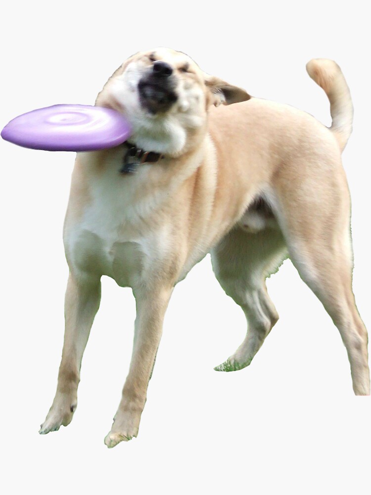 opføre sig mini dække over Frisbee Doge" Sticker for Sale by Meme Economy | Redbubble