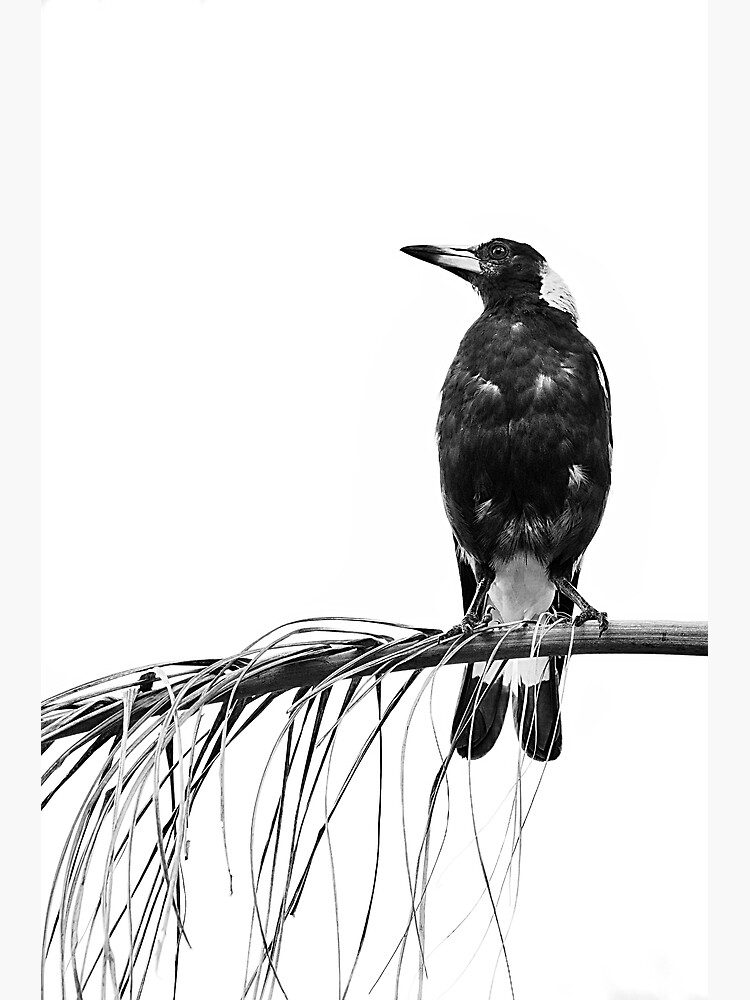 Magpie by fardad