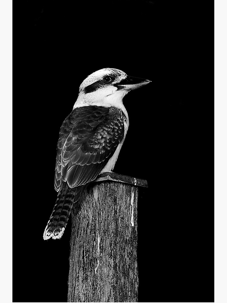 kookuburra by fardad