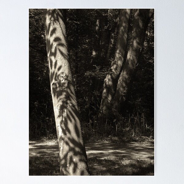 Item preview, Woodland Shadows - Great Linford, Buckinghamshire, UK designed and sold by Nick Bland.