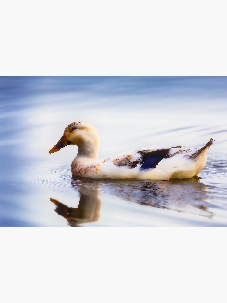 duckling by fardad
