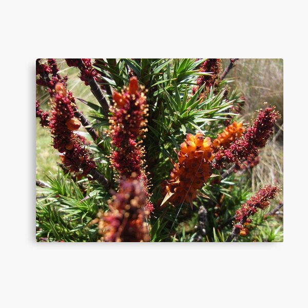 Item preview, Scoparia in flowering stages, midsummer designed and sold by Jane Bouchard.