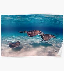 Flight of Rays, Sting Ray City, Grand Cayman, 2008 Poster