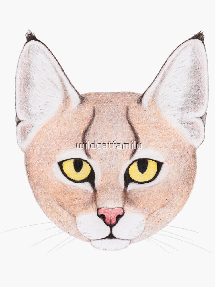 Jungle Cat by wildcatfamily