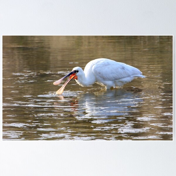 Item preview, Spoonbill designed and sold by procapture.