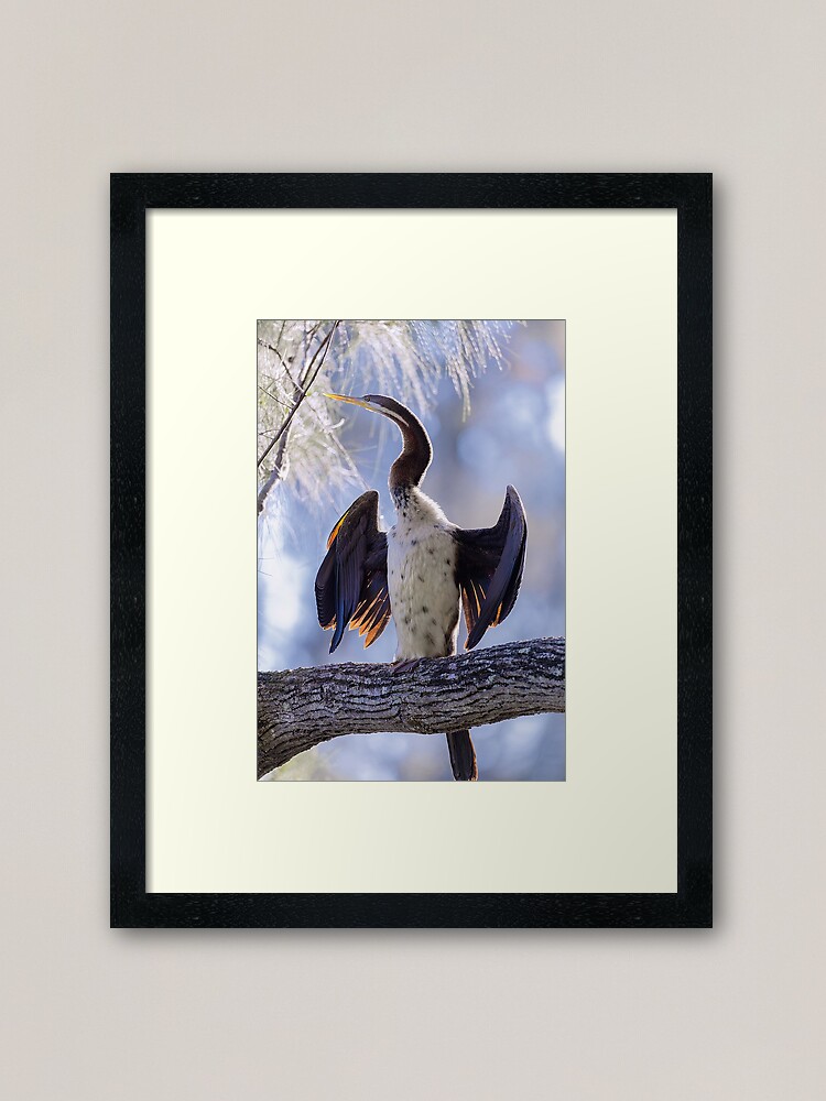 Alternate view of Australasian Darter Framed Art Print