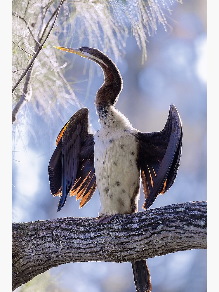 Australasian Darter by fardad