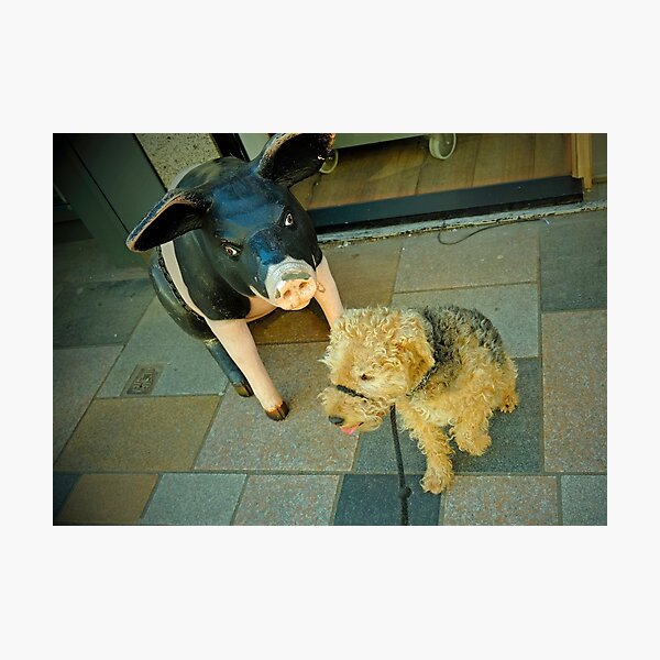 Item preview, Bernie the Lakeland Terrier meets a large pig outside a butcher's shop designed and sold by EricHands.
