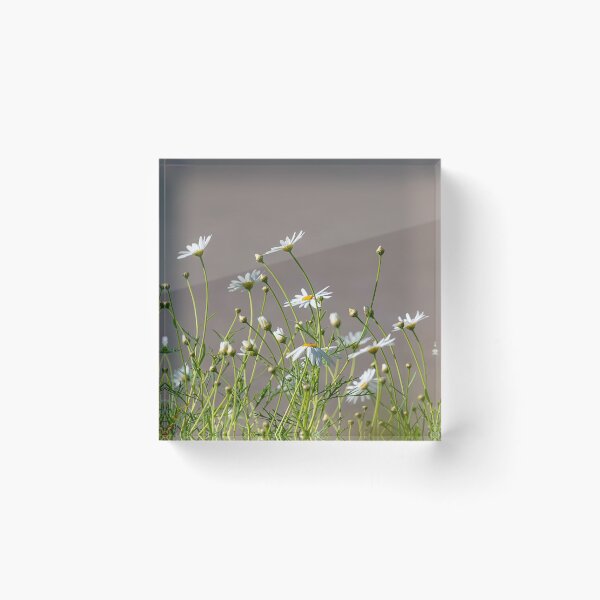 Item preview, Buds and flowers of white field daisies on a blurred background designed and sold by EG Creativity Art.