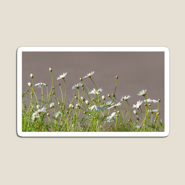 Item preview, Buds and flowers of white field daisies on a blurred background designed and sold by EG Creativity Art.