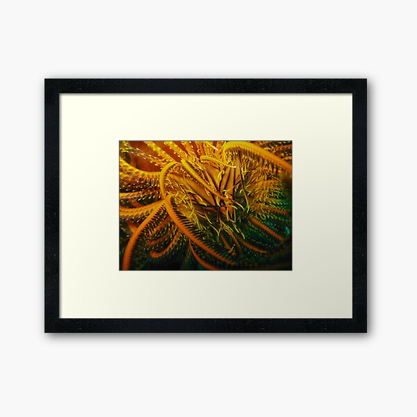 Item preview, Feather Star designed and sold by jhuxster.