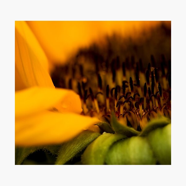 Item preview, Let the Sunshine in... designed and sold by HelenBeresford.