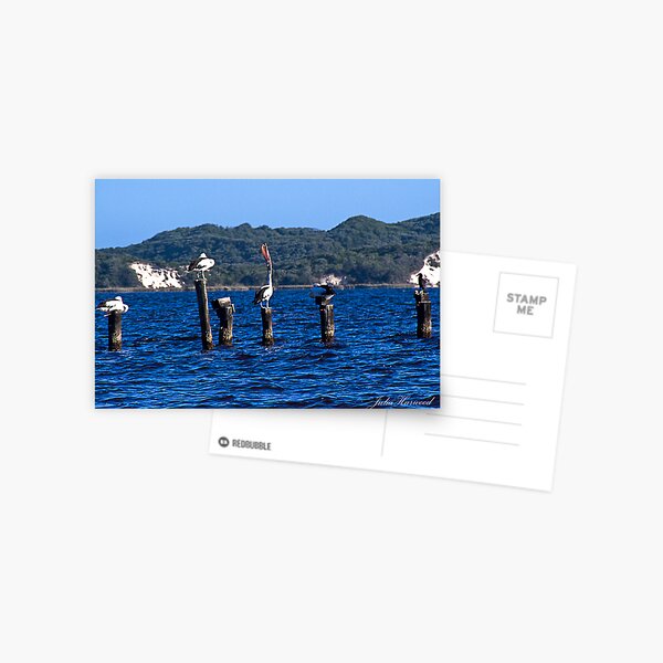 Pelicans at Walpole in Western Australia Postcard