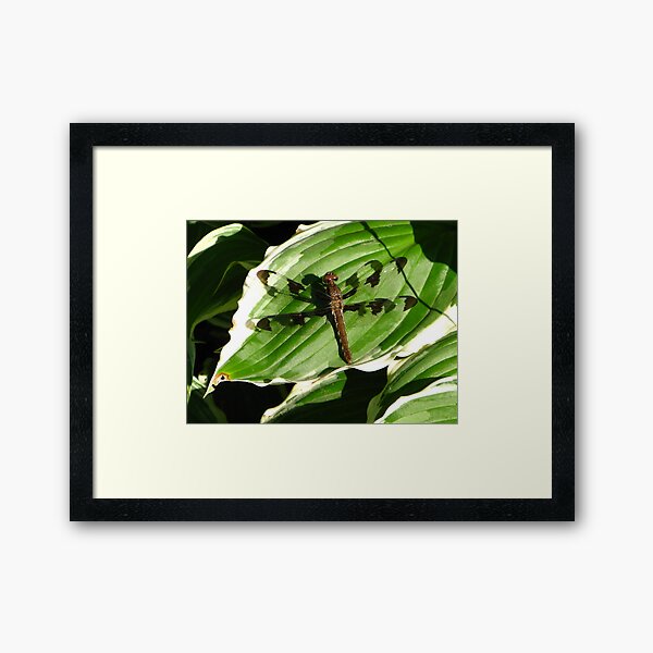 Whitetail Framed Art Print