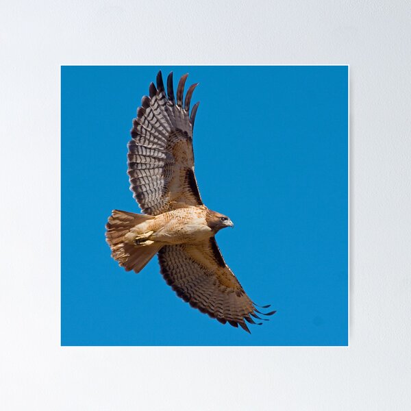 Item preview, 1101099 Red Tailed Hawk designed and sold by Marvin Collins.