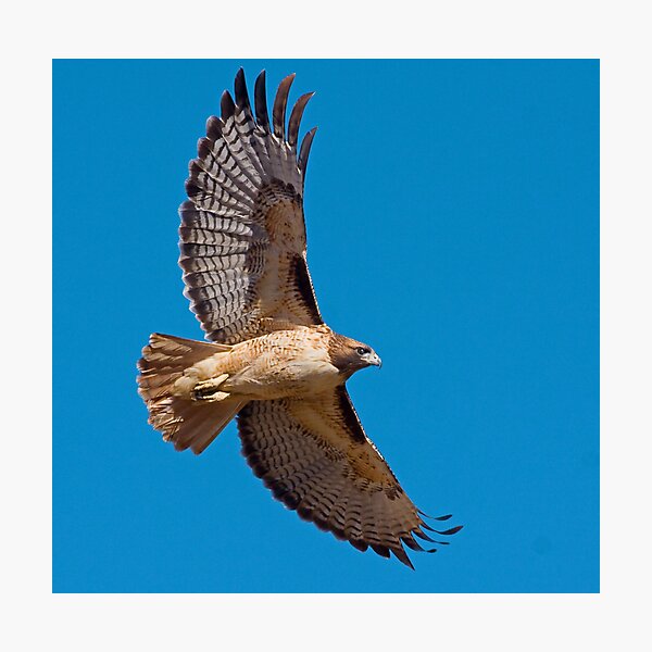 Artikelvorschau, 1101099 Red Tailed Hawk entworfen und verkauft von Marvin Collins.