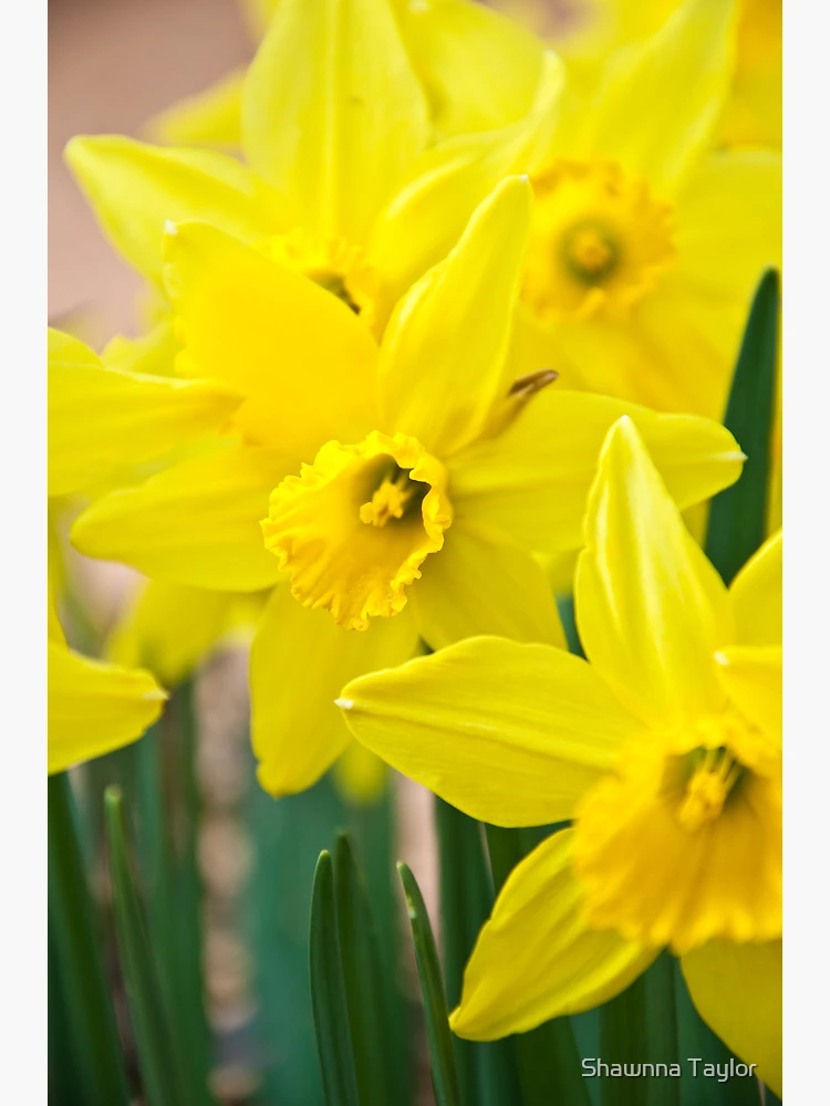 Thumbnail 3 of 3, Poster, Spring Color designed and sold by Shawnna Taylor.
