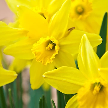 Artwork thumbnail, Spring Color by Shawnna Taylor