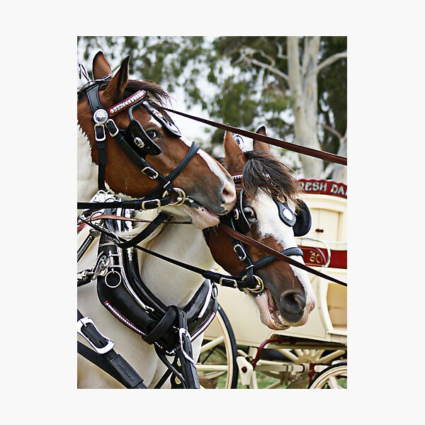Want To Hear Something Funny Photographic Print