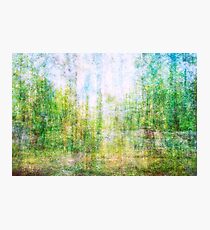 Average Forest Photographic Print