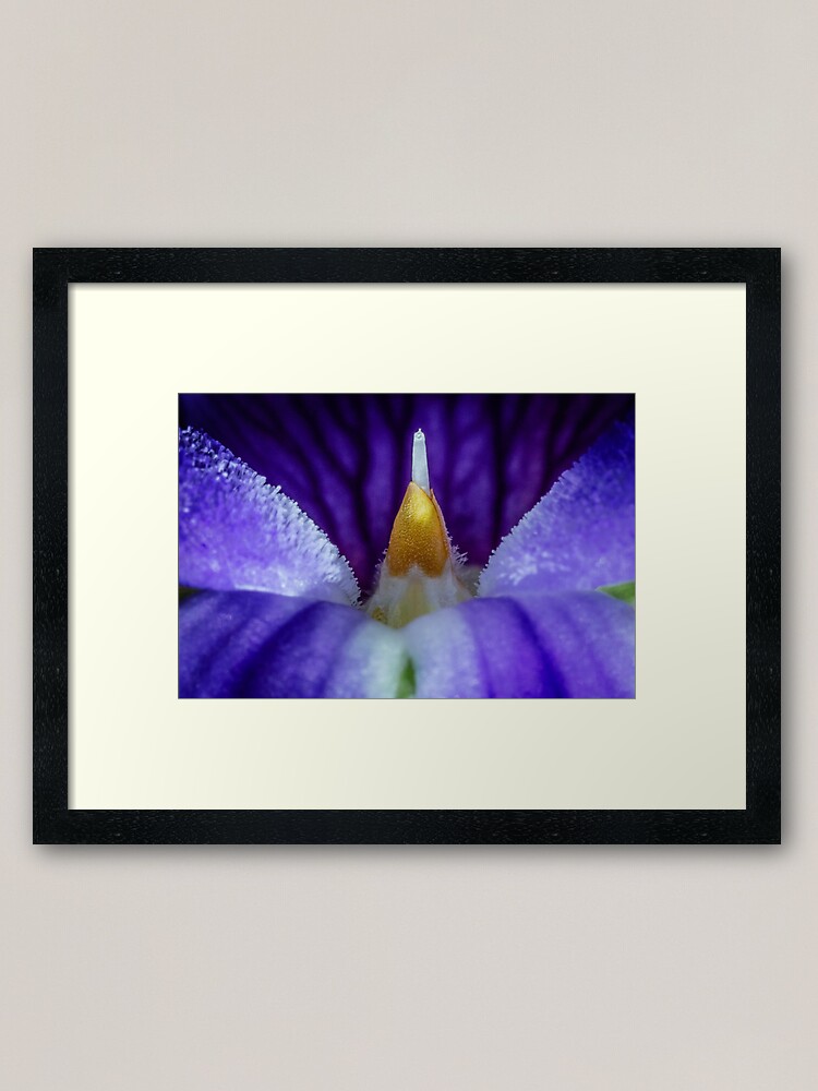 Alternate view of Australian Native Violet Framed Art Print