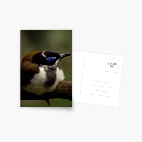 Item preview, Blue Faced Honeyeater designed and sold by Tamara  Kenneally.