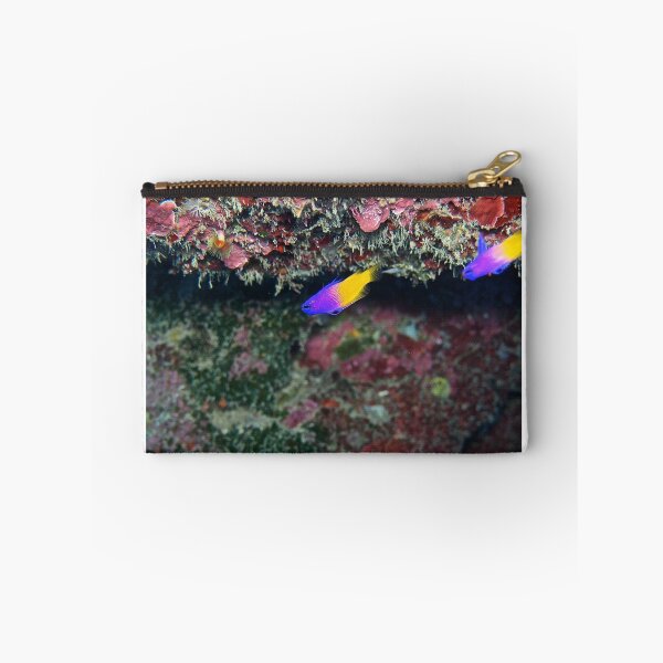 Item preview, Fairy Basslet Over Easy designed and sold by jhuxster.