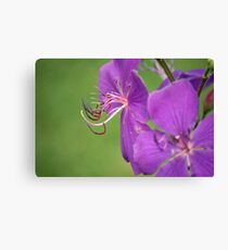 Little Tentacles Canvas Print