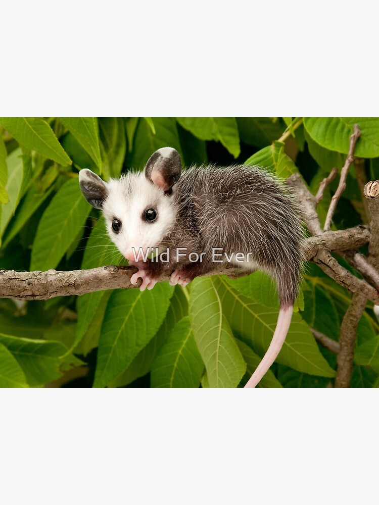 Baby Opossum Greeting Card By Wildforever Redbubble