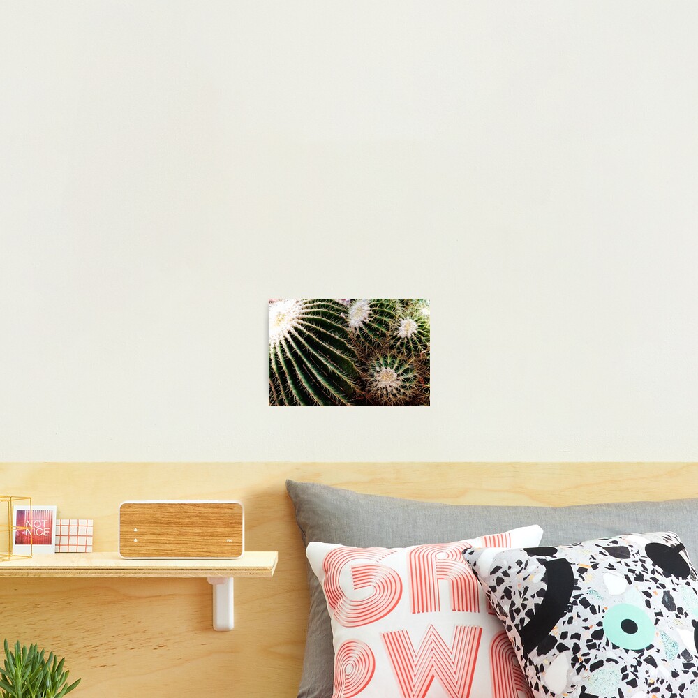 Cactus closeup Photographic Print
