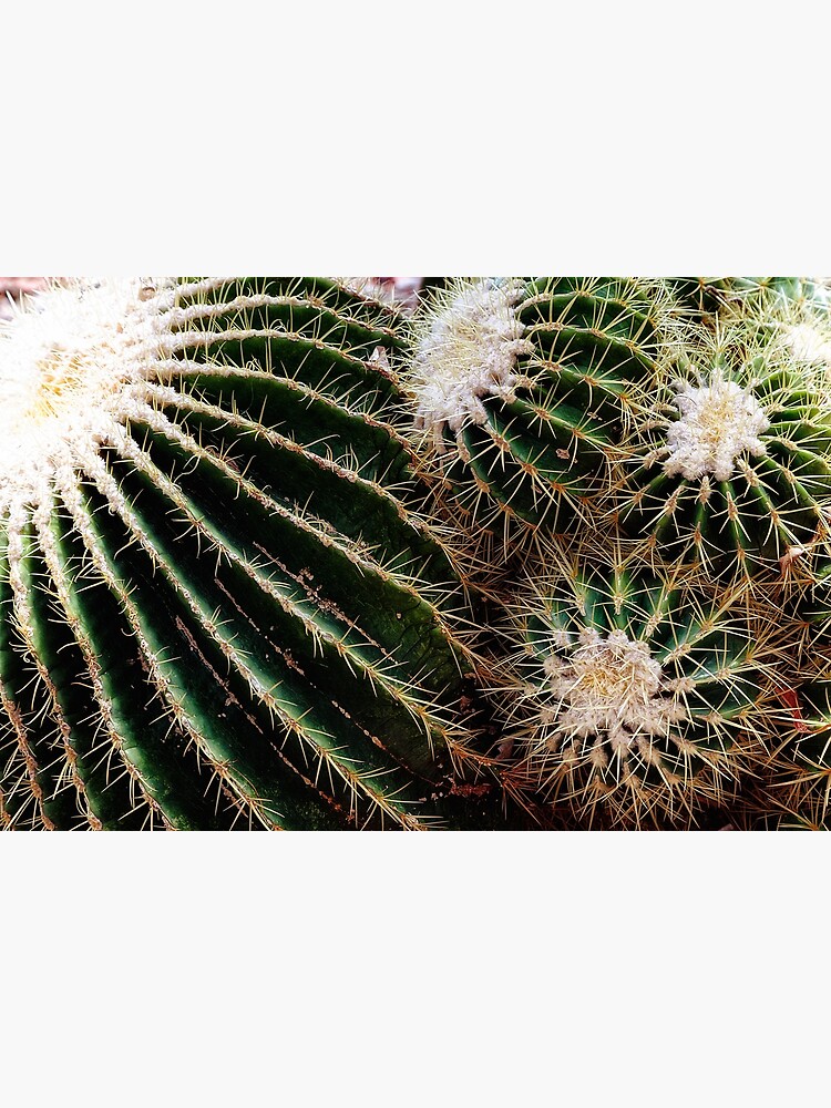 Cactus closeup by fardad