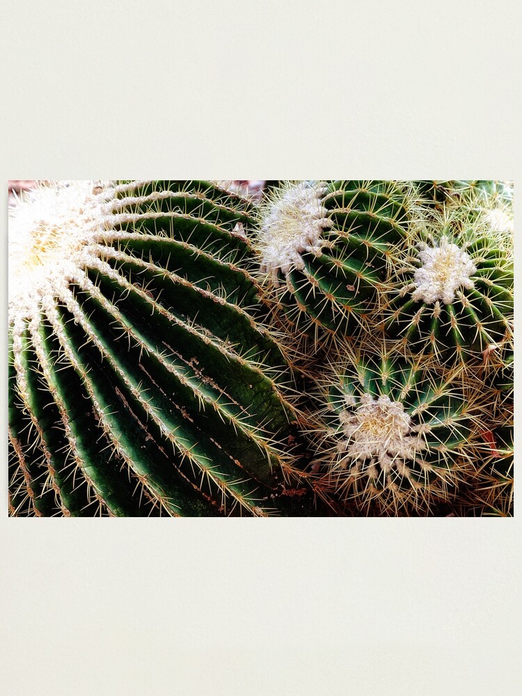 Alternate view of Cactus closeup Photographic Print