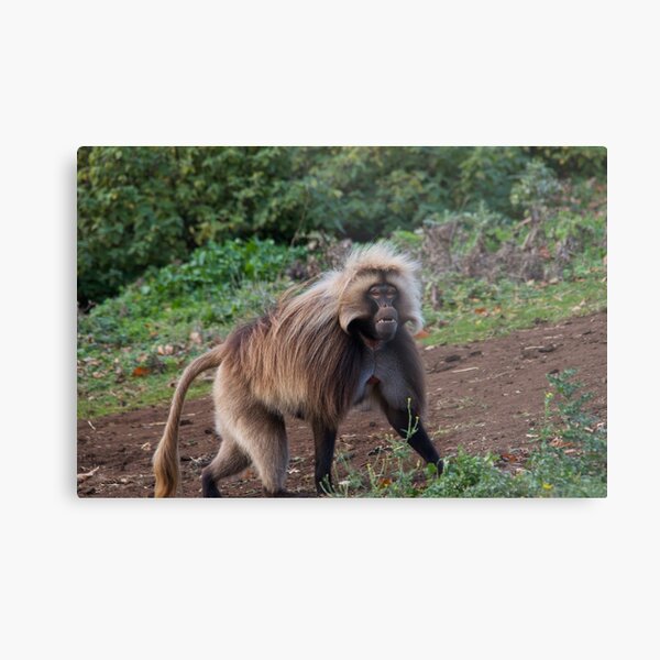 Item preview, Gelada  designed and sold by MikeVBarry19.
