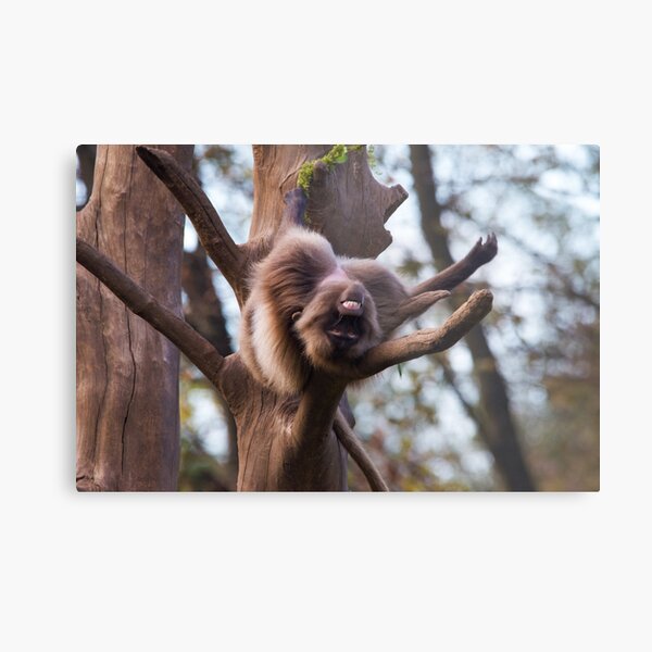 Item preview, Gelada  designed and sold by MikeVBarry19.