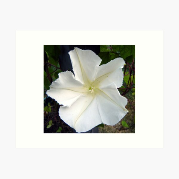 Aperçu de l'œuvre MoonFlower créée et vendue par WhiteOak Art Designs.