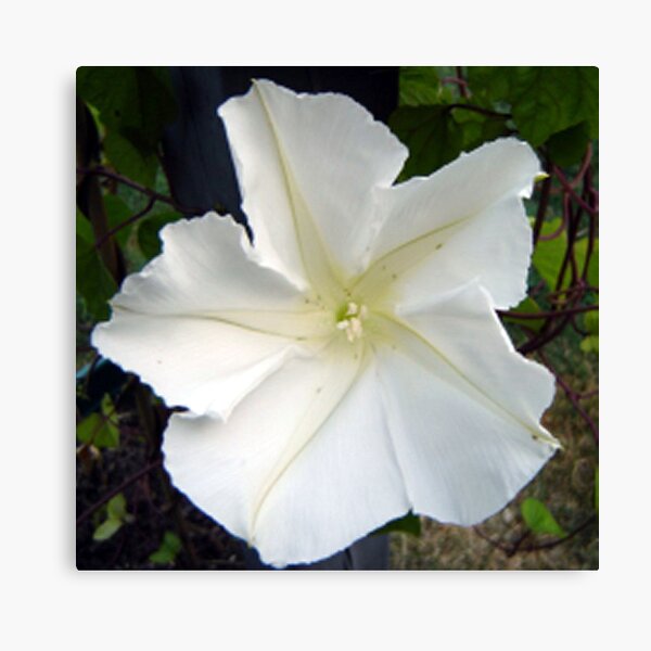 Aperçu de l'œuvre MoonFlower créée et vendue par WhiteOak Art Designs.